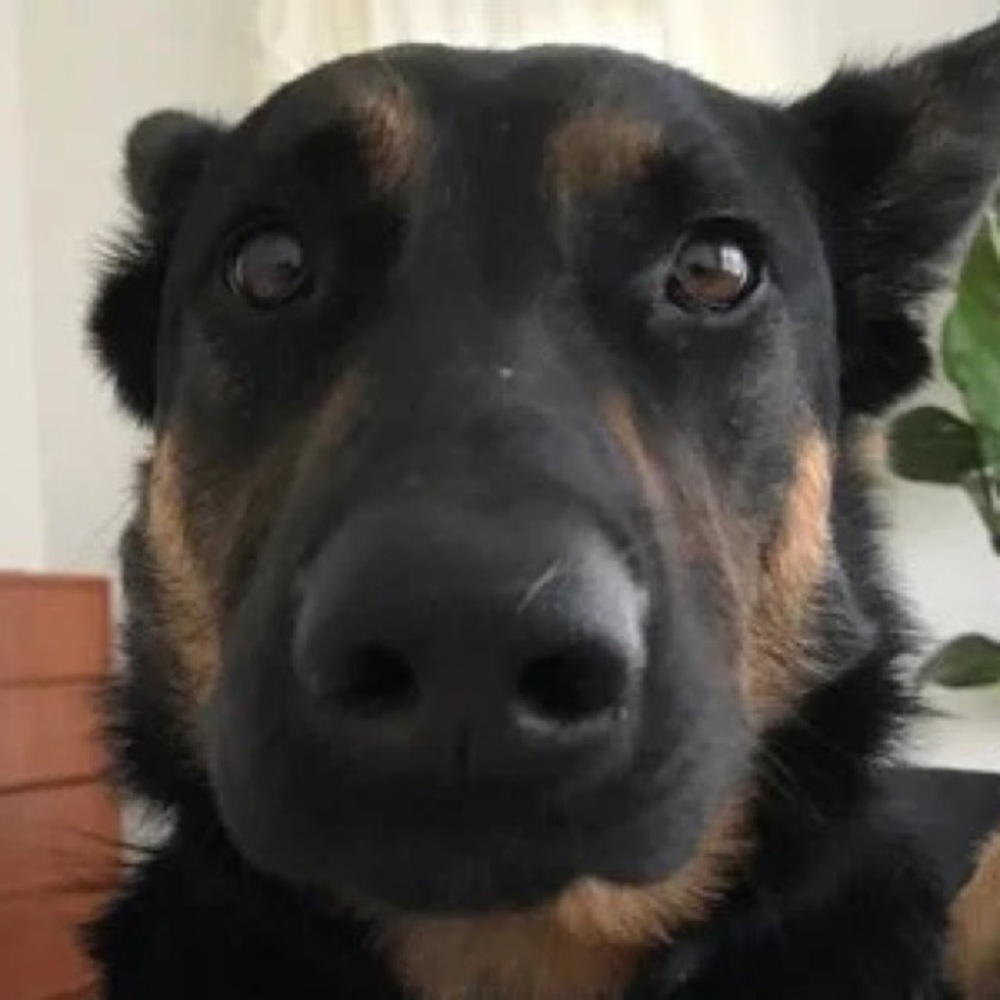 Meet your Posher, Rocco